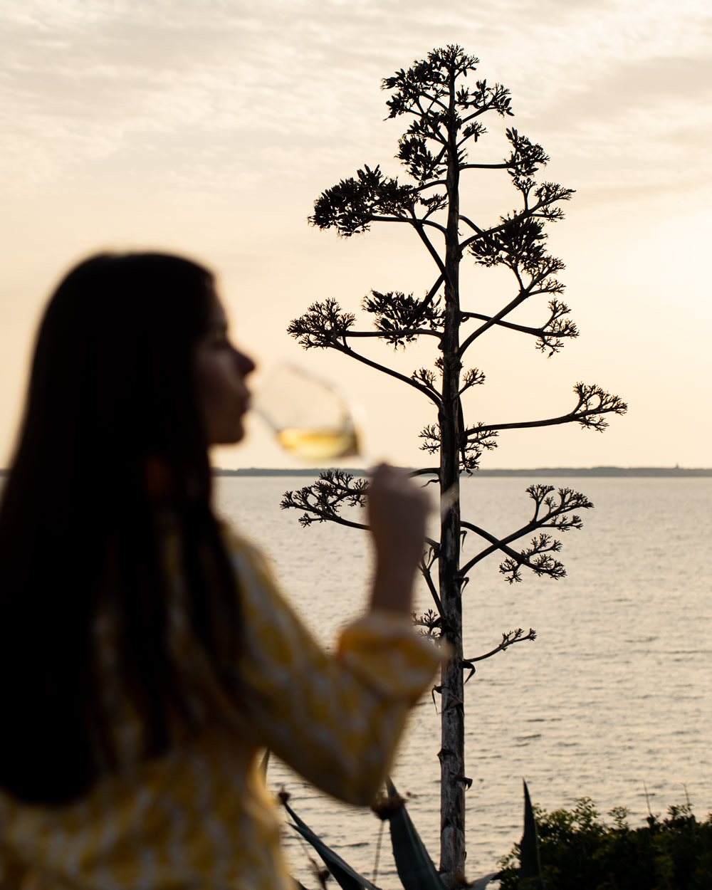 Vermentino l'oro di Mesa